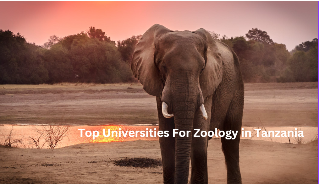 Top Universities For Zoology in Tanzania