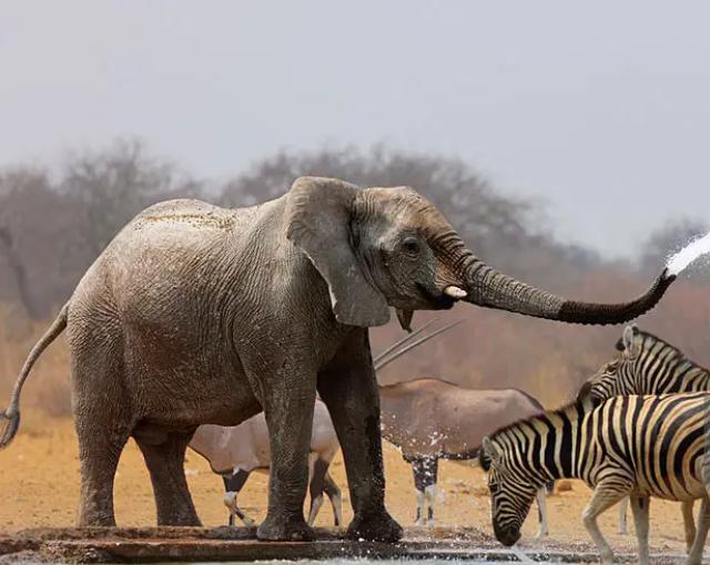 PASIANSI WILDLIFE TRAINING INSTITUTE